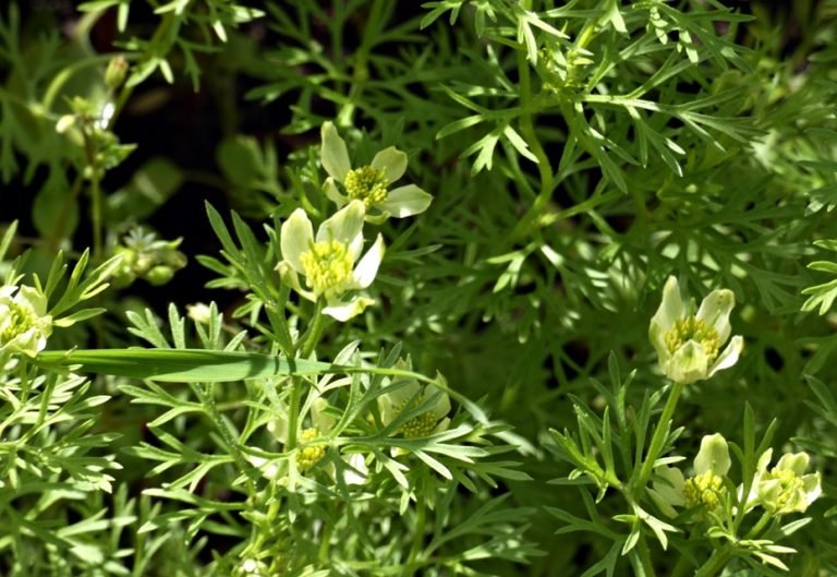 Agri-culture, independence through oil & fuel crops