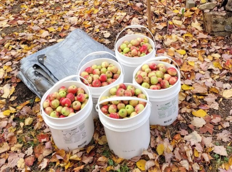 Harvest time: When a country turns its back on seniors