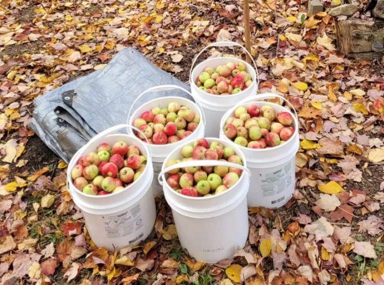 Harvest time: When a country turns its back on seniors